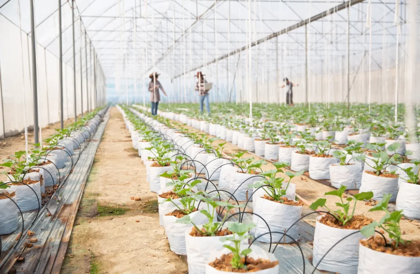 Ghidare directă de la experți